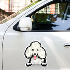 Poodle - Waterproof Decal for Car, Laptop, Water Bottle, Notebook, Phone Case | Dog Mom Gift - neleti